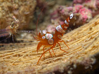 Nudibranch City [ 12 images ]